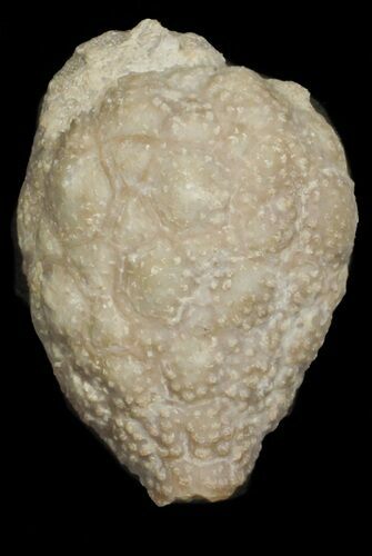 Cystoid (Holocystites) Fossil - Indiana #62022